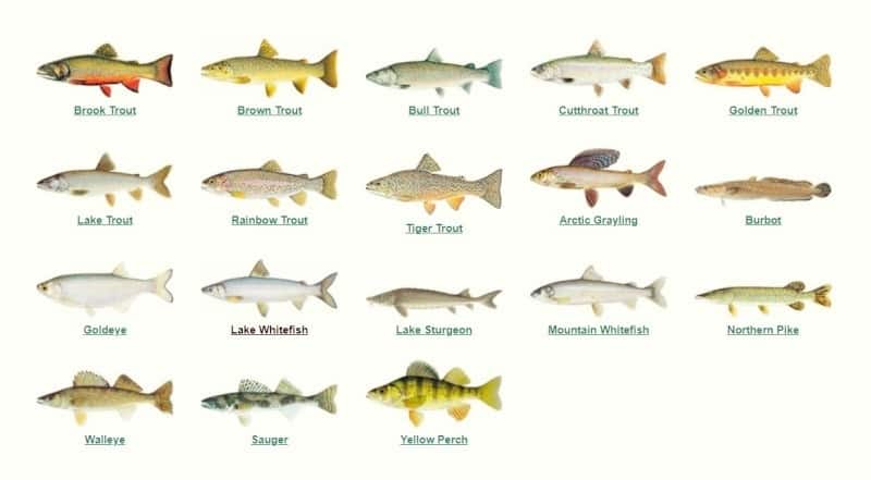 What Are Game Fish in Alberta?